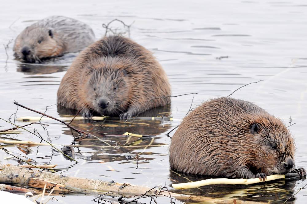 Beavers