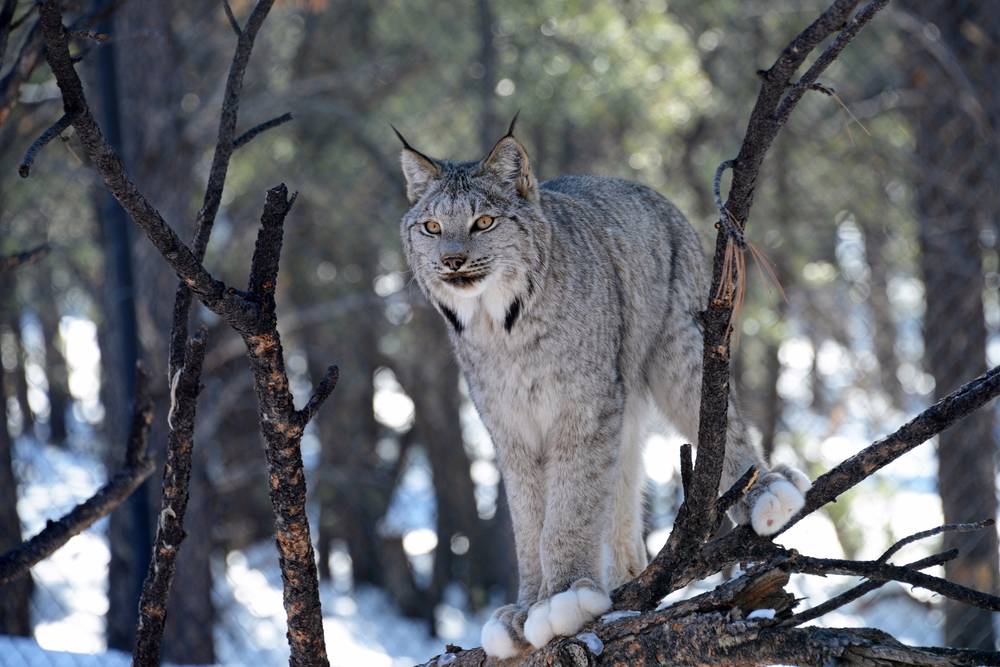 Bobcat