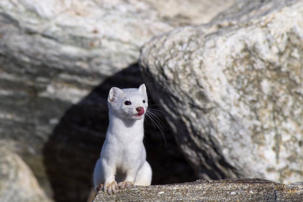 Ermine