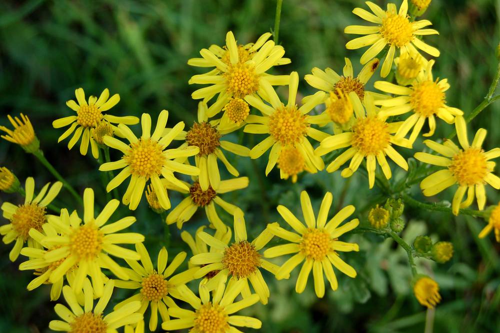 Groundsel