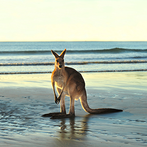 Lifelong_Learning-Animal_Kingdom-Aussie_Animals-Trivia